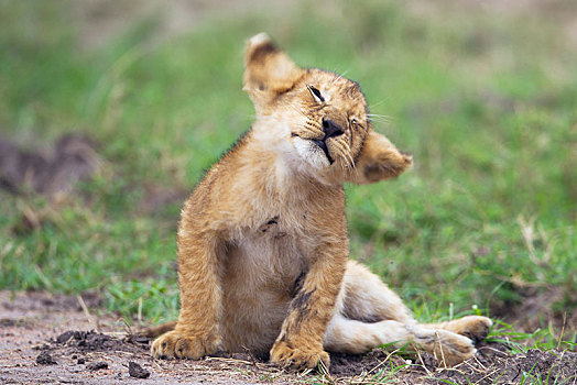 玩耍,狮子,幼兽,塞伦盖蒂,裂谷省,肯尼亚,非洲