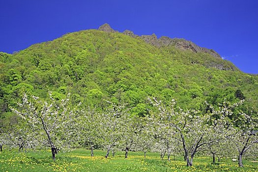 苹果树,花,山