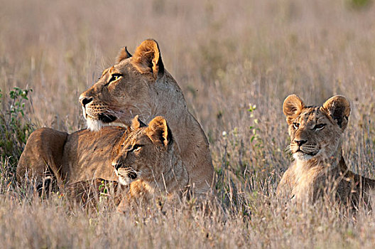 非洲狮,狮子,女性,幼兽,牧场,肯尼亚
