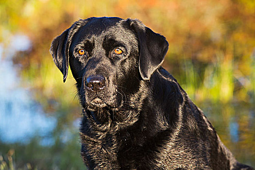 黑色拉布拉多犬,水塘,秋天,科尔切斯特,康涅狄格,美国