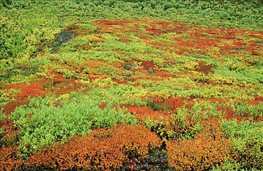 彩色,秋天,苔原,德纳里峰国家公园,阿拉斯加,美国