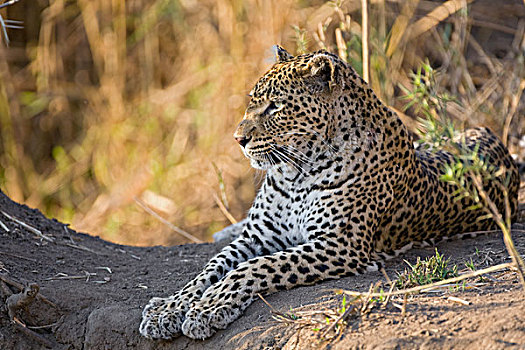 豹,休息,禁猎区,南非
