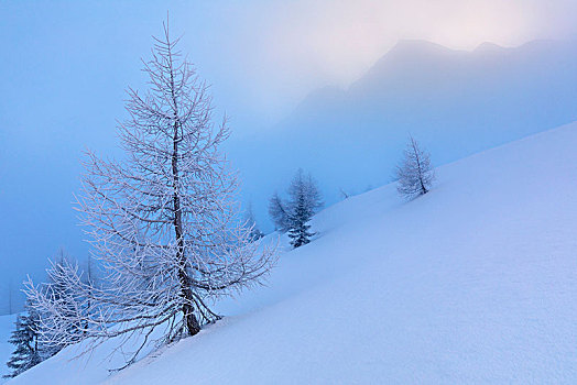 冰冻,积雪,树,雾,威尼托,意大利