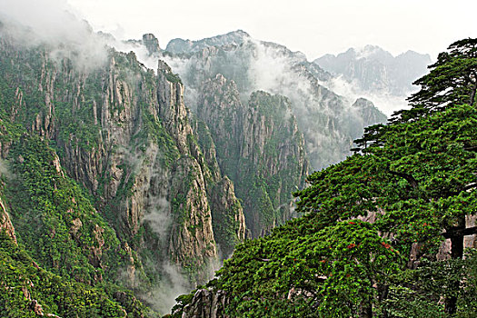 雾气,顶峰,山谷,大峡谷,西部,海洋,山,掸邦,黄山