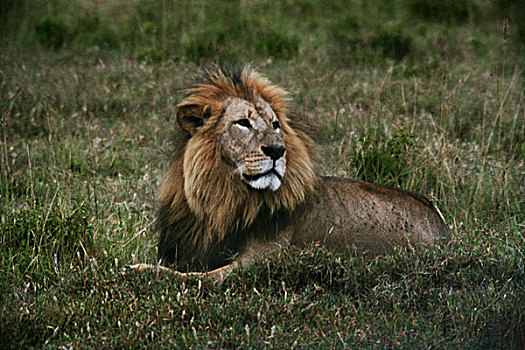 非洲肯尼亚风景,狮子