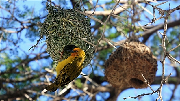 织布鸟,鸟,小,南非