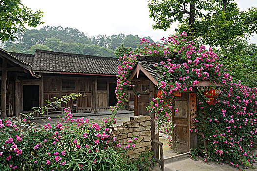 蔷薇小院