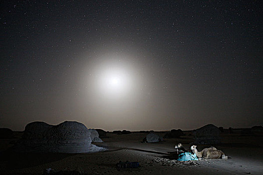埃及,白沙漠,骆驼,睡觉,沙漠,夜晚