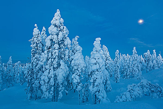 芬兰,冬日树林,靠近,拉普兰,欧洲