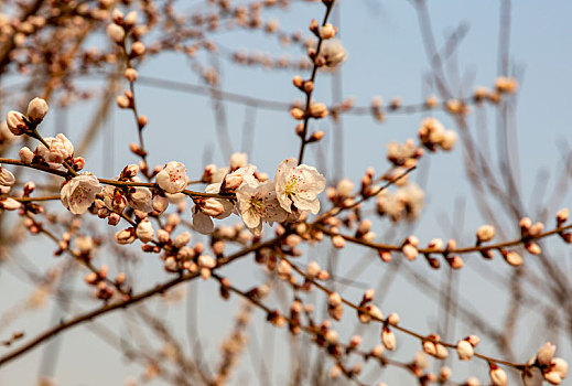 花卉