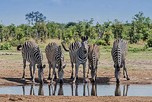 斑马,牧群,喝,水坑,萨维提,乔贝国家公园,乔贝,地区,博茨瓦纳,非洲