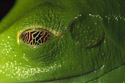 红眼树蛙,展示,门楣,眼睛,危险,限制,视野,热带,雨林,中美洲