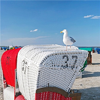 沙滩椅,海鸥