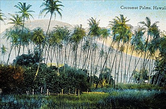 20年代,明信片,夏威夷,热带,漂亮,棕榈树,靠近,泻湖