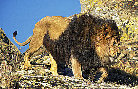 非洲狮,狮子,雄性,走,岩石上
