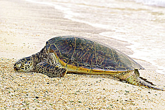 绿海龟,龟类,室外,海滩,中途岛,夏威夷,美国