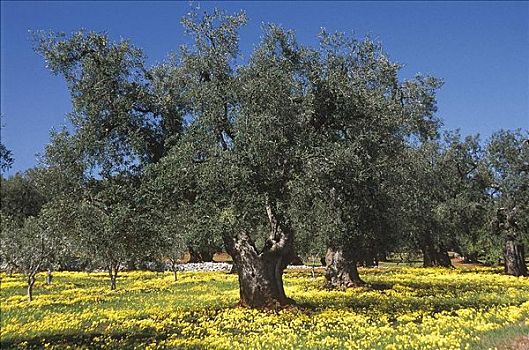 橄榄树,黄花,阿普利亚区,农业,意大利,欧洲