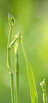 发芽,黄色,黄花菜