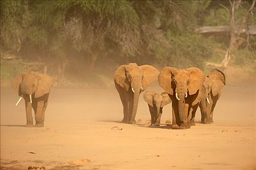 非洲,灌木,大象,非洲象,牧群,站立,沙暴,萨布鲁国家公园,肯尼亚,东非