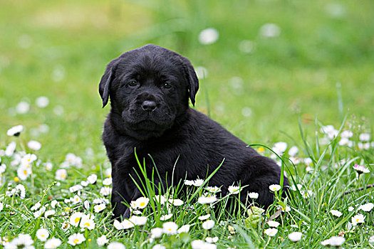 黑色拉布拉多犬,小狗