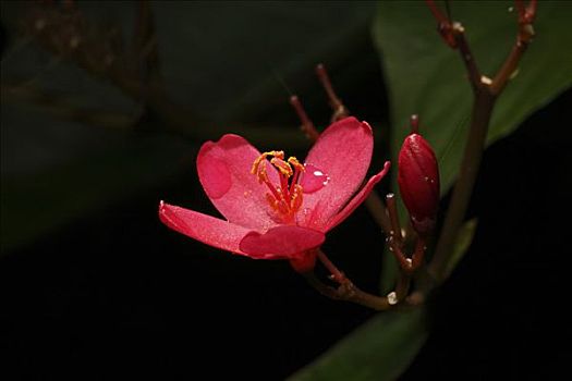 花,雨林,东方,加里曼丹,婆罗洲,印度尼西亚,东南亚