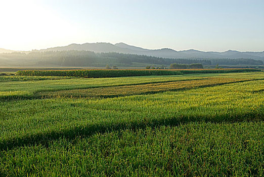 滚马岭