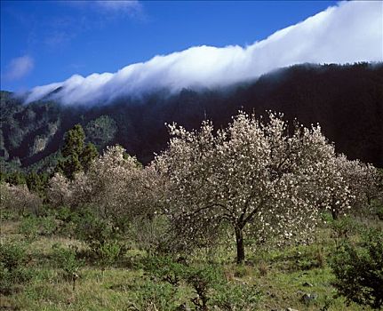 花,杏树,帕尔玛,加纳利群岛