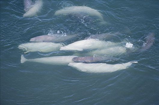 白鲸,母牛,幼兽,半岛,加拿大