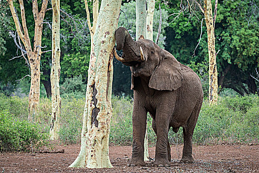 非洲象,克鲁格国家公园,南非共和国