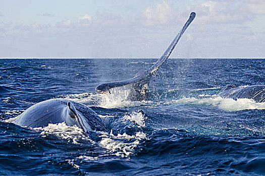驼背鲸,鲸尾叶突,多米尼加共和国,北美
