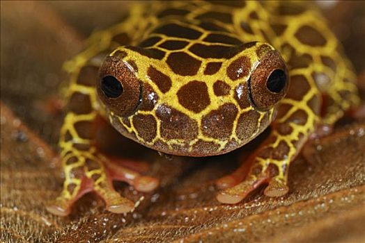 树蛙,长颈鹿,阶段,国家级保护区,秘鲁