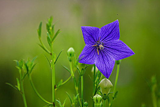 紫花