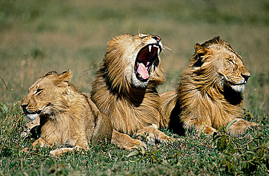 非洲狮,狮子,幼小,雄性,卧,草地,哈欠,马赛马拉,公园,肯尼亚