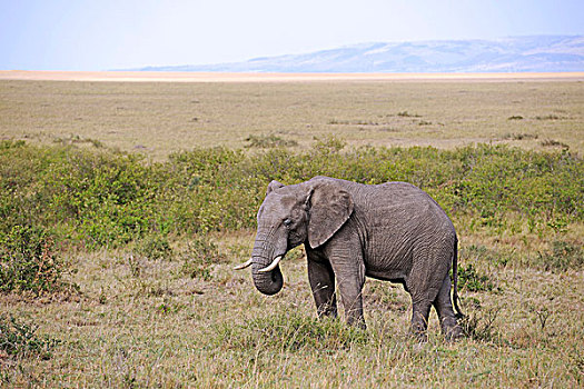 非洲,大象,青少年,风景,国家,自然保护区,肯尼亚