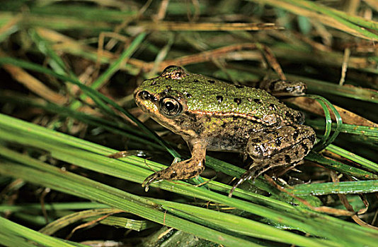 青蛙品种 小型图片