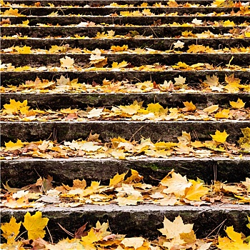 秋叶,阶梯