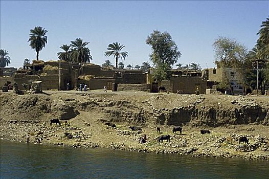 河岸,乡村,尼罗河,埃及