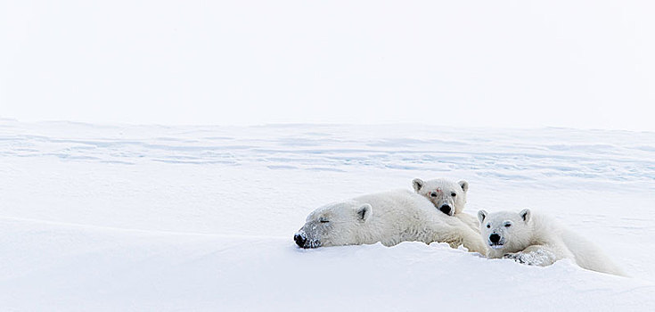 北极熊,动物,两个,幼兽,15个月,休息,雪,杂乱无章,巴芬岛,努纳武特,加拿大,北美
