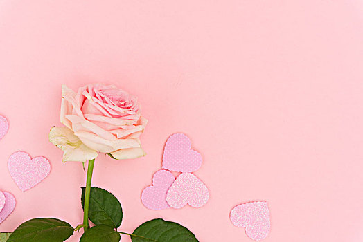 紫罗兰,盛开,玫瑰,一个,粉色,清新,玫瑰花,情人节,心形,粉色背景