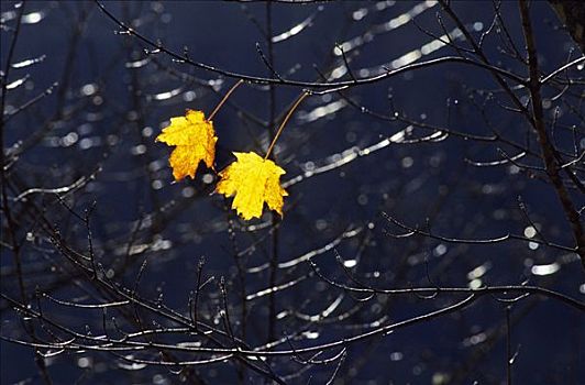 两个,秋天,色彩,细枝,糖枫,树,糖槭,晚秋,国家公园,魁北克,东方,加拿大