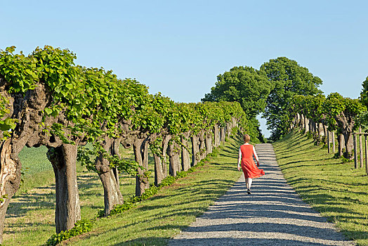 女人,红裙,走,道路,普通,柠檬,酸橙树,靠近,城堡,角度,梅克伦堡前波莫瑞州,德国,欧洲