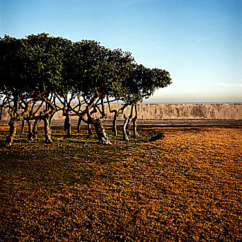 树,海岸,西海角,南非