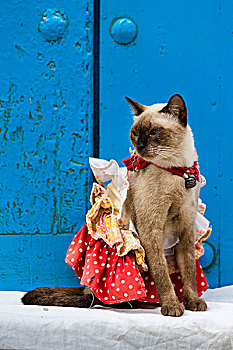 猫,穿,服饰,坐,正面,蓝色,门,哈瓦那旧城,哈瓦那,古巴