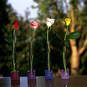 玫瑰花蕾,彩色,塑料制品,花瓶