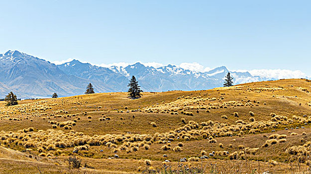 草场,靠近,雪,山,蓝天