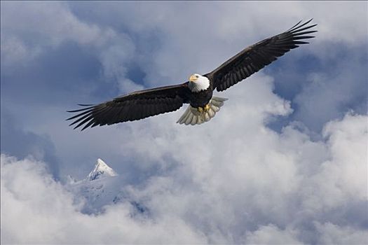 白头鹰,飞行,通加斯国家森林,东南阿拉斯加,夏天,合成效果