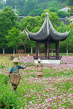 南京不老村风景