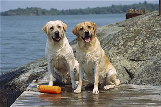 黄色拉布拉多犬,狗,两个,成年人,坐,码头,玩具