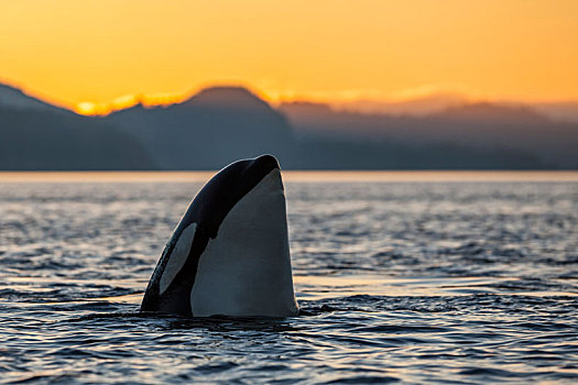 逆戟鲸,日落,约翰斯顿海峡,不列颠哥伦比亚省,加拿大
