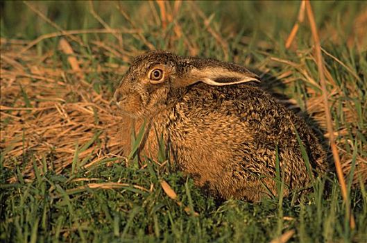 欧洲野兔,保护色,草丛,欧洲